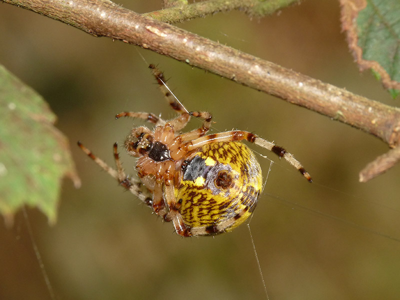 Araneus marmoreus - Lagozza di Besnate (VA)